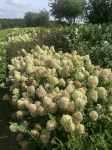 Hydrangea Pixio (5)2